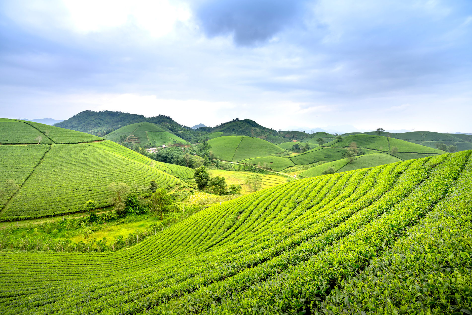 Agricultural Lands on Hills