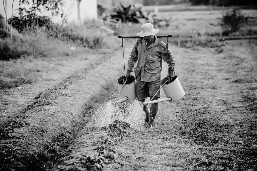 Farmer Watering His Plants in the Field